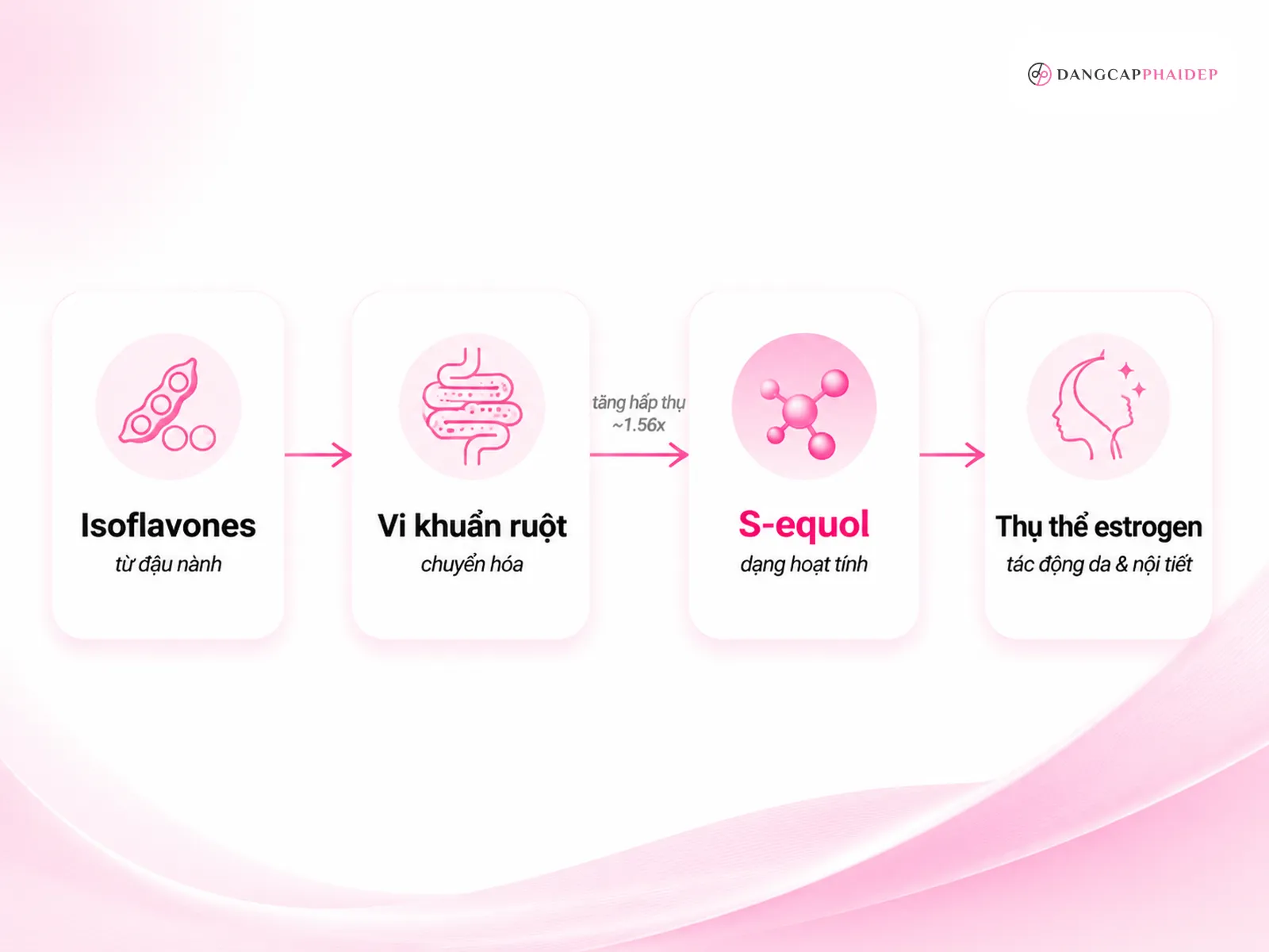 Hoạt chất isoflavones, phytoestrogen và S-equol hoạt động thế nào?